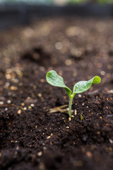 Young plant in soil