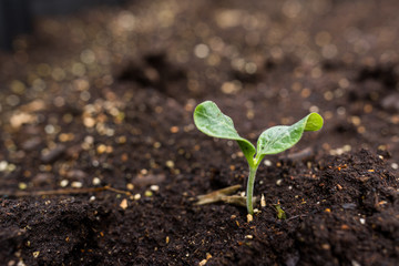 Young plant in soil