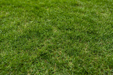 Green lawn meadow