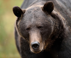 Close up of adult male brown bear in the summer forest. European Brown Bear portrait.