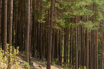 Fototapeta na wymiar pine forest Eskisehir in Turkey.