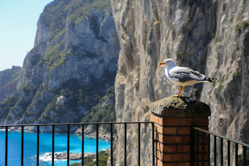 Capri Amalfi Küste: Eine Möwe vor dem Felsmassiv Monte Castiglione auf Capri