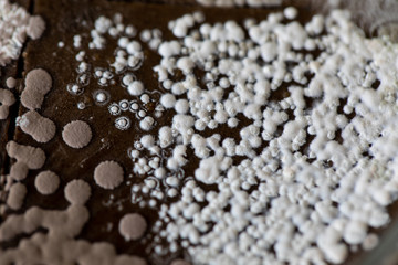 Colony characteristic of Actinomyces, Bacteria, yeast and Mold on selective media from soil samples for study in laboratory microbiology.