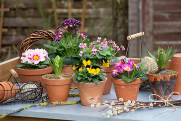 Fototapeta na wymiar Gartendekoration mit Frühlingsblumen in Tontöpfen