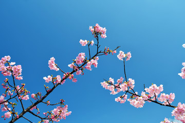 河津桜