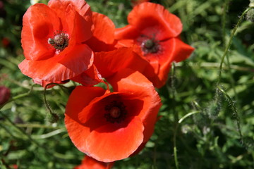 Fototapeta premium Frezja