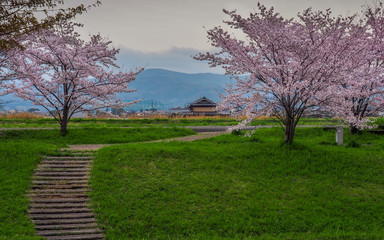 Japanese country side Cherry Blossoms