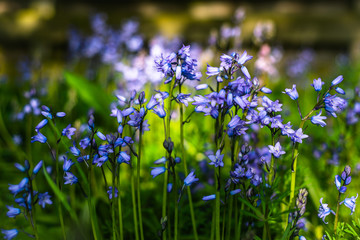 Bluebells in a Field in Scotland