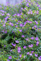 Soft focus background of purple heather flowers in a sunlit garden ~SUNLIT GARDEN~