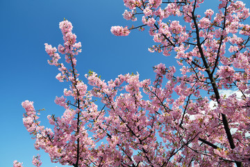 河津桜