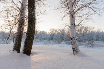 Winter forest