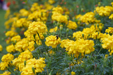 yellow flowers in garden