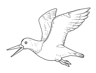 Drawing of Eurasian oystercatcher bird - hand sketch of Haematopus ostralegus, black and white illustration