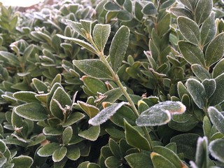 Fototapeta premium Busch im Frost