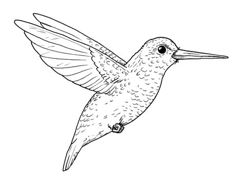 Drawing of hummingbird. Classic illustration of little bird, isolated on white background.