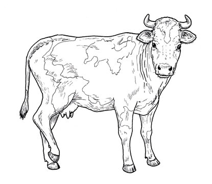 Drawing of a cow.  Classic illustration of cattle mammal, isolated on white background.