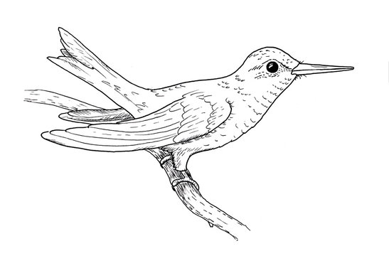 Drawing of hummingbird. Classic illustration of little bird, isolated on white background.