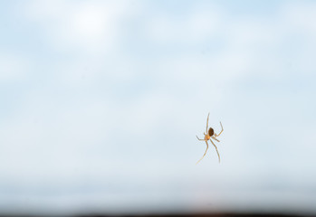 Tiny spider over neutral background