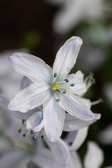 Fototapeta premium Puschkinia scilloides in Hellblau Makro
