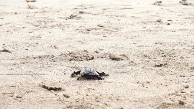 4K ANIMALS Video footage of little sea turtle crawling on the white sand beach toward the sea at Kuta beach, Bali Indonesia. Zoom-in effect on turtle hatchling crawling to shore break