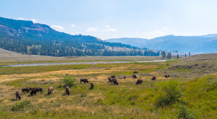 Fototapeta na wymiar A herd of bisons at Lamar Valley in Yellowstone National Park, WY, USA