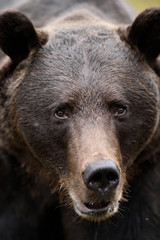 European brown bear face. Bear portrait.