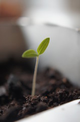 plant, leaf, green, nature, isolated, clover, growth, white, seedling, leaves, tree, sprout, new, life, fresh, spring, agriculture, macro, grow, botany, flora, growing, flower