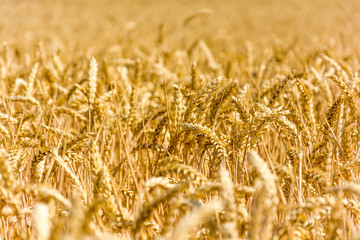 Ripe corn cobs sunlit by the sun. Grains ready for harvest. Agriculture in the Czech Republic. Golden ripe cereal ears in the field