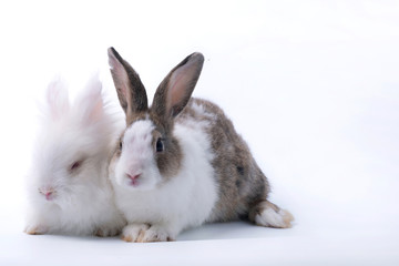 Two cute young rabbit on white background