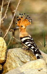 hoopoe with worm in its beak © meyblume