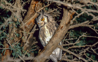 scops owl at night in tree, close
