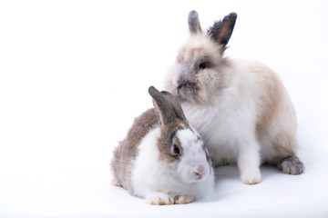 Two cute young rabbit on white background