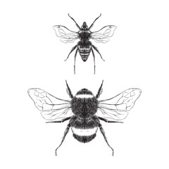 Bee