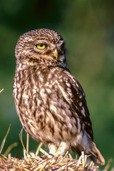 little owl warms up in the early morning sun