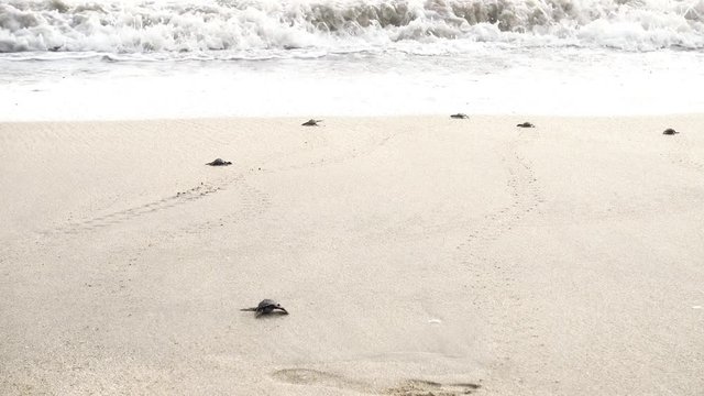 4K ANIMALS Video footage of a sea turtle hatchling crawling on the white sand beach toward the sea at Kuta beach, Bali Indonesia after a group of baby leatherback sea turtles