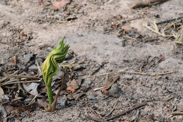 Young shoots on the ground