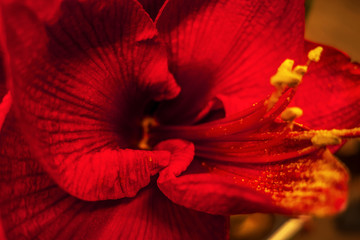hippeastrum in the garden on a bed