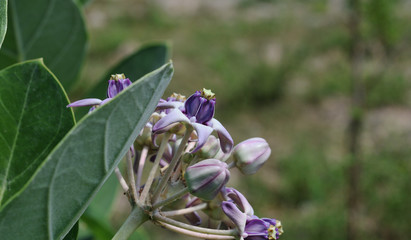 Calotropis in the garden