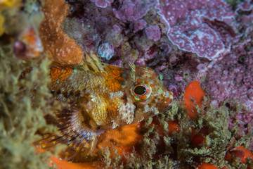 Fototapeta na wymiar Cape triplefin blenny (Cremnochorites capensis) fish closeup side view sitting on the reef.