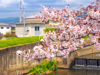 Obraz premium Cherry Blossoms with waterfall