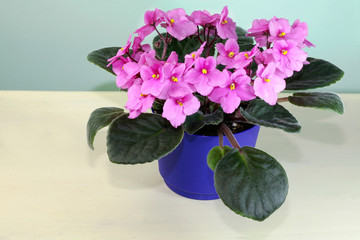 Home grown African violet plants.