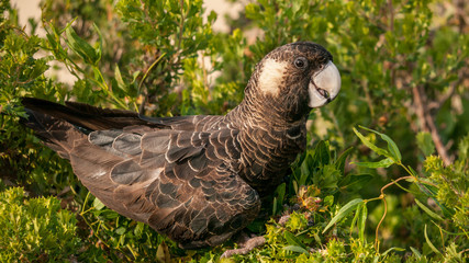 yellow-tailed black cockatoo eating wild fruits, portrait