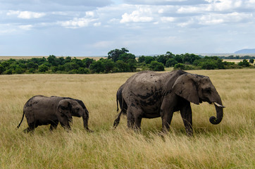 An elephant herd grazing in the bushes of Masai Mara national reserve during a wildlife safari