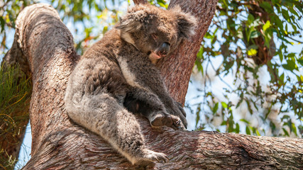 koala resting in tree fork