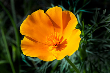 California poppy (Eschscholzia californica) a spring summer red orange or yellow flower plant...