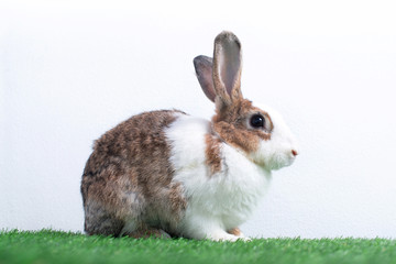 Cute young rabbit in  green lawn, white background