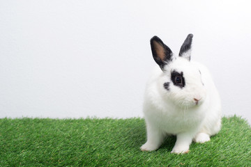 Cute young white rabbit in  green lawn, white background