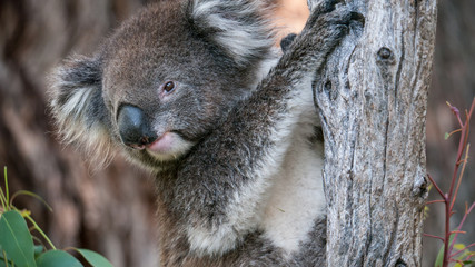 Naklejka premium Koala bear in eucalyptus tree, portrait