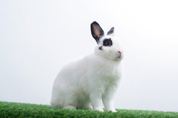 Naklejka na ściany i meble Cute young white rabbit in green lawn, white background