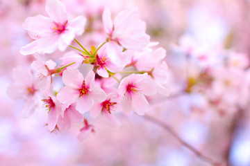 名古屋の鶴舞公園の桜